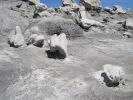 PICTURES/Bisti Badlands in De-Na-Zin Wilderness/t_Giant Bones1.jpg